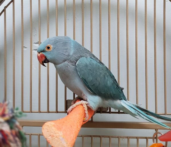 Alfie Male-Grey Indian Ringneck Parrot for Sale