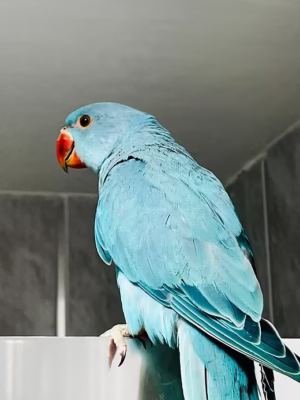 Monty-Male Indian Ringneck Parrot for Sale
