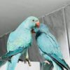 Oscar & Quincy Blue Indian Ringneck Parrot for Sale