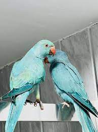 Oscar & Quincy Blue Indian Ringneck Parrot for Sale
