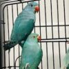 Oscar & Quincy Blue Indian Ringneck Parrot for Sale