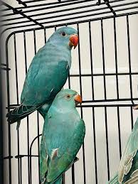 Oscar & Quincy Blue Indian Ringneck Parrot for Sale