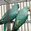 Oscar & Quincy Blue Indian Ringneck Parrot for Sale