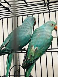 Oscar & Quincy Blue Indian Ringneck Parrot for Sale