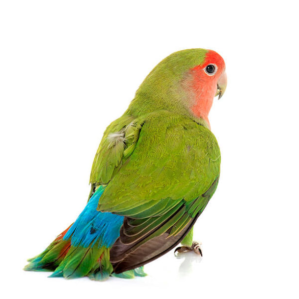Peach-faced Lovebird in front of white background Tellus Molestie