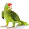 Indian Ringneck Parrot for sale
