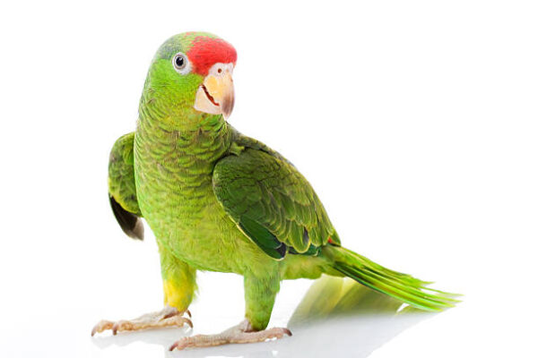 Indian Ringneck Parrot for sale