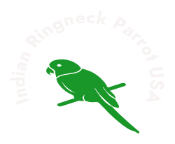 Indian Ringneck Parrot for Sale