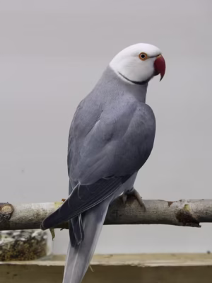 Kirby-Female Grey Indian Ringneck Parrot for Sale