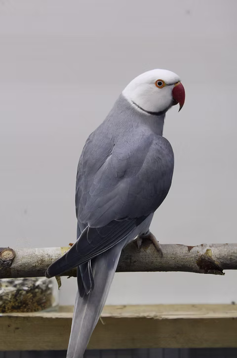 Kirby-Female Grey Indian Ringneck Parrot for Sale