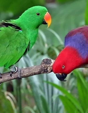 Abby & Lester Indian Ringneck Parrot for Sale
