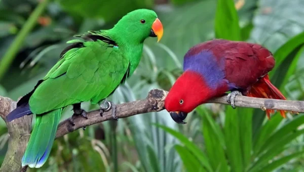 Abby & Lester Indian Ringneck Parrot for Sale