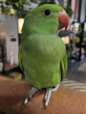 Kiwi Female Green Indian Ringneck Parrot for Sale
