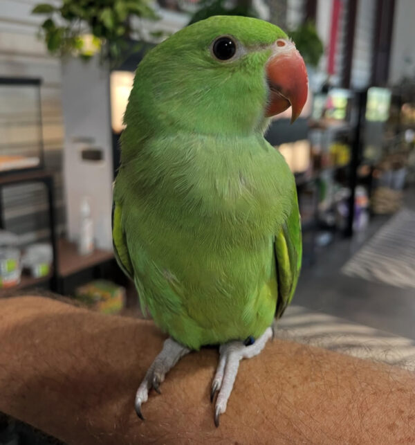 Kiwi Female Green Indian Ringneck Parrot for Sale