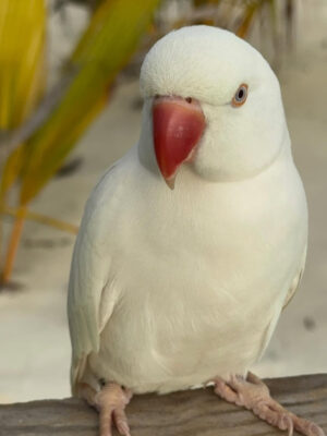 Ragner-Female White Indian Ringneck Parrot for Sale