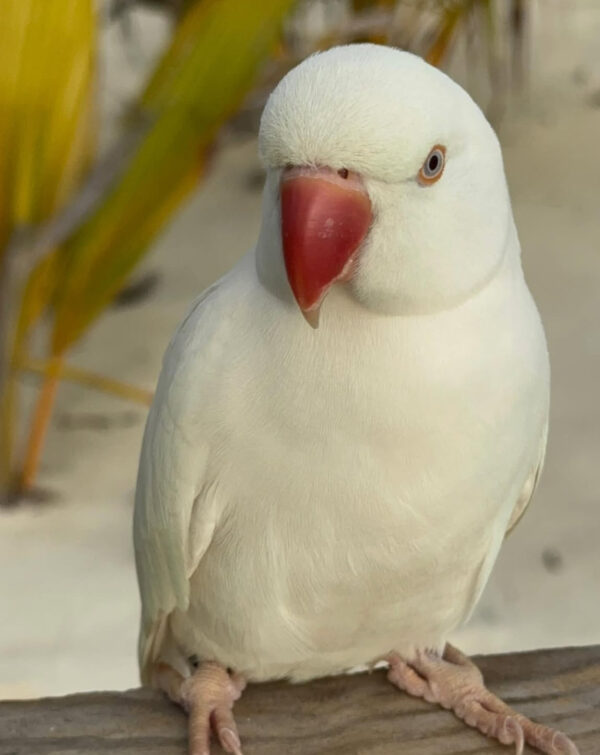 Ragner-Female White Indian Ringneck Parrot for Sale