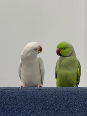 Rose & Kiko (Female-White & Male-Green) Indian Ringneck Parrot for Sale