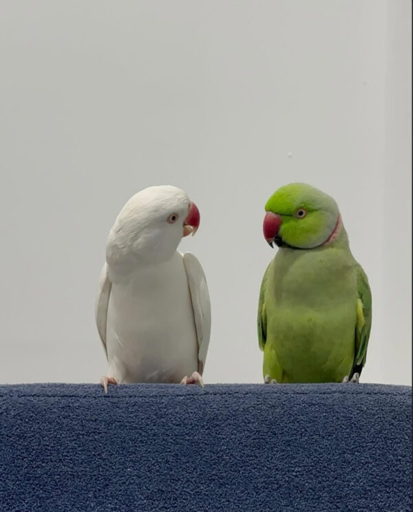 Rose & Kiko (Female-White & Male-Green) Indian Ringneck Parrot for Sale