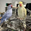 Barney & Benny Indian Ringneck Parrot for Sale