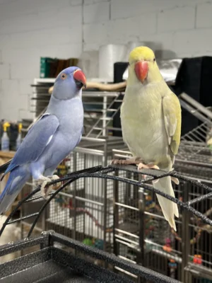 Barney & Benny Indian Ringneck Parrot for Sale