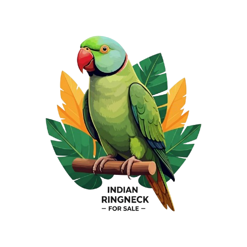 Indian Ringneck Parrot for Sale