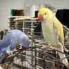 Indian Ringneck Parrot for sale