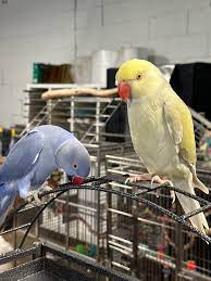 Indian Ringneck Parrot for sale