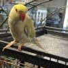 Barney & Benny (Blue & Yellow) Indian Ringneck Parrot for Sale