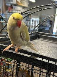Barney & Benny (Blue & Yellow) Indian Ringneck Parrot for Sale