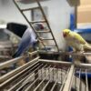 Barney & Benny (Blue & Yellow) Indian Ringneck Parrot for Sale