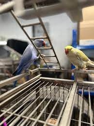 Barney & Benny (Blue & Yellow) Indian Ringneck Parrot for Sale