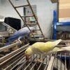 Barney & Benny (Blue & Yellow) Indian Ringneck Parrot for Sale