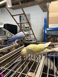 Barney & Benny (Blue & Yellow) Indian Ringneck Parrot for Sale