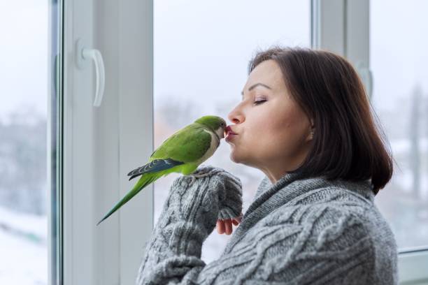 Indian Ringneck Parrot for sale