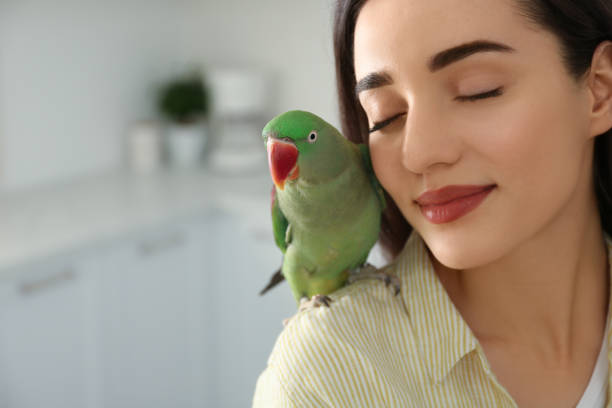 Indian Ringneck Parrot for sale