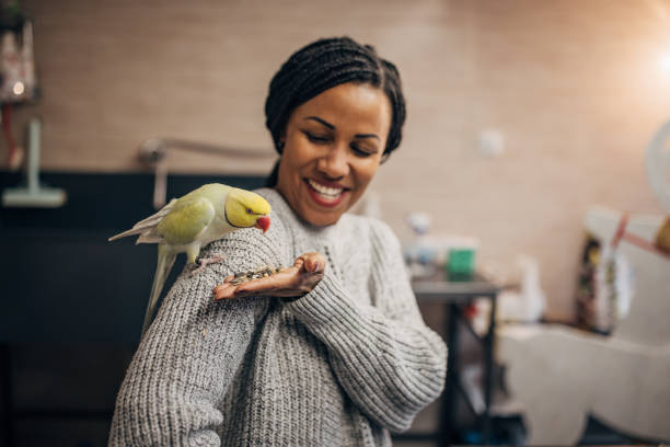 Indian Ringneck Parrot for sale