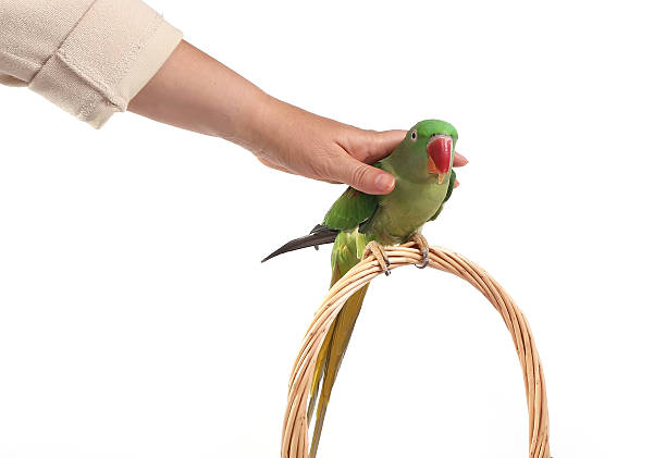 Indian Ringneck Parrot for sale