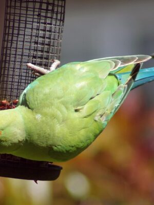 Chleo Female-Green Indian Ringneck Parrot for Sale