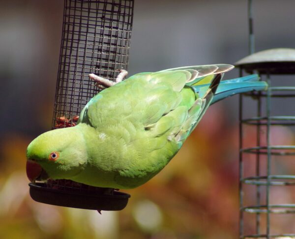 Chleo Female-Green Indian Ringneck Parrot for Sale